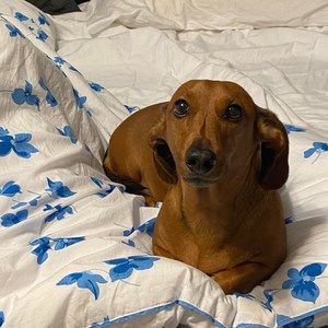 Meet your Posher, Shelly